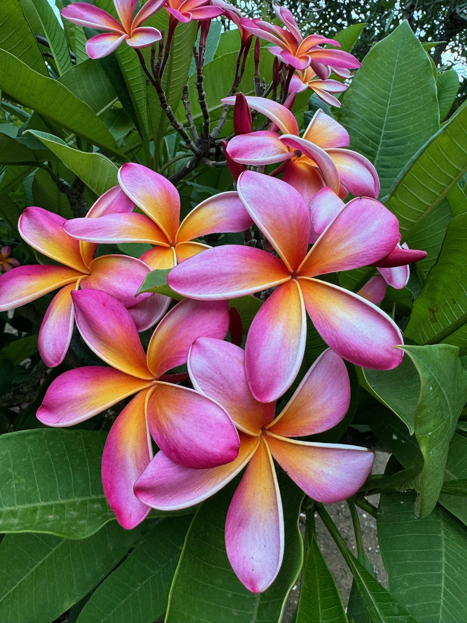 Pink plumeria flowers in soft light, symbolizing gentle healing and reconnection in betrayal therapy.